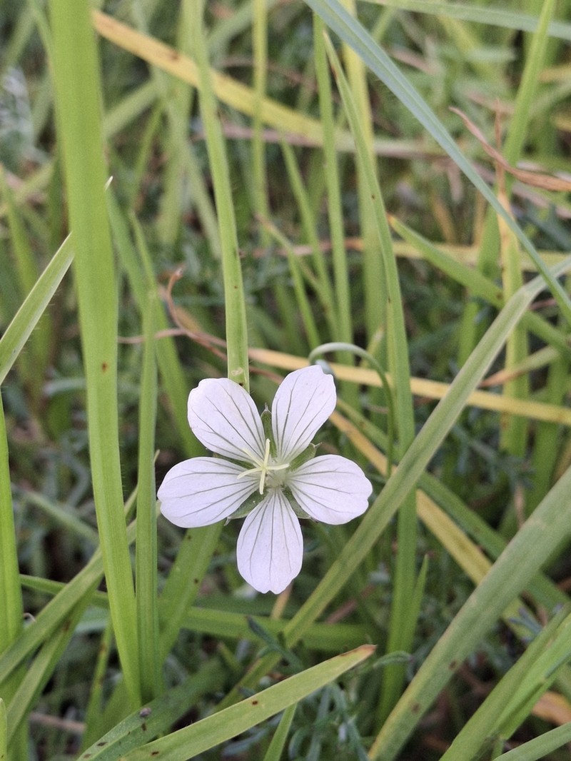 Geranium incanum photo 2