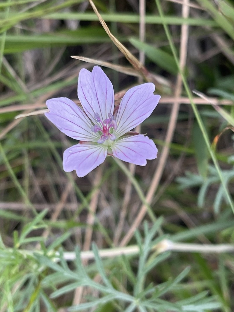 Geranium incanum photo 3