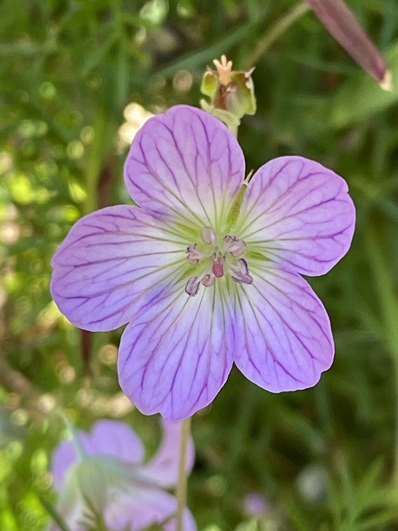 Geranium incanum photo 4