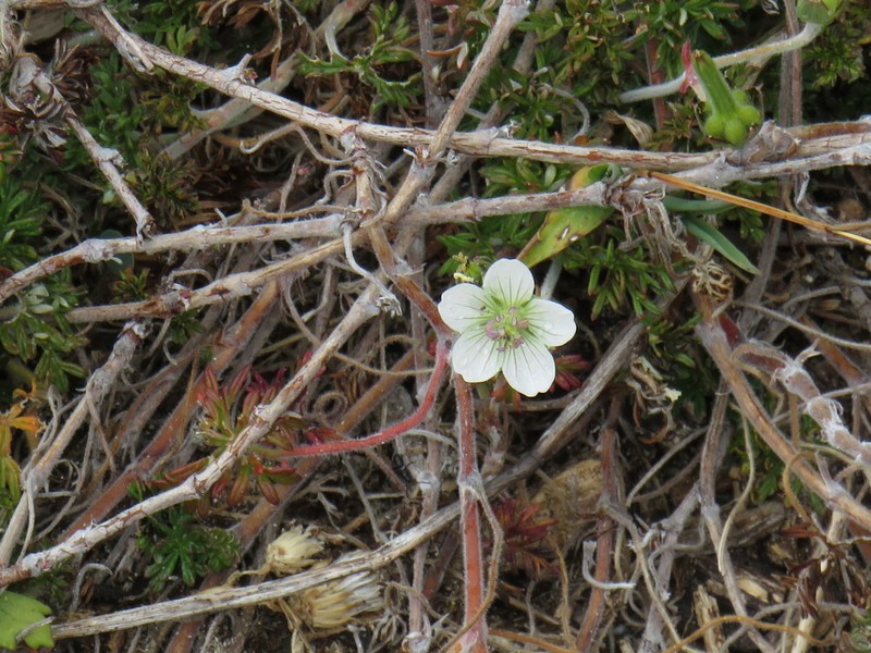 Geranium incanum photo 5