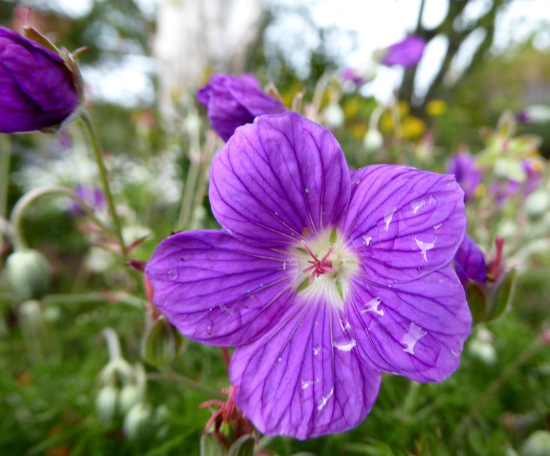 Geranium incanum photo 6