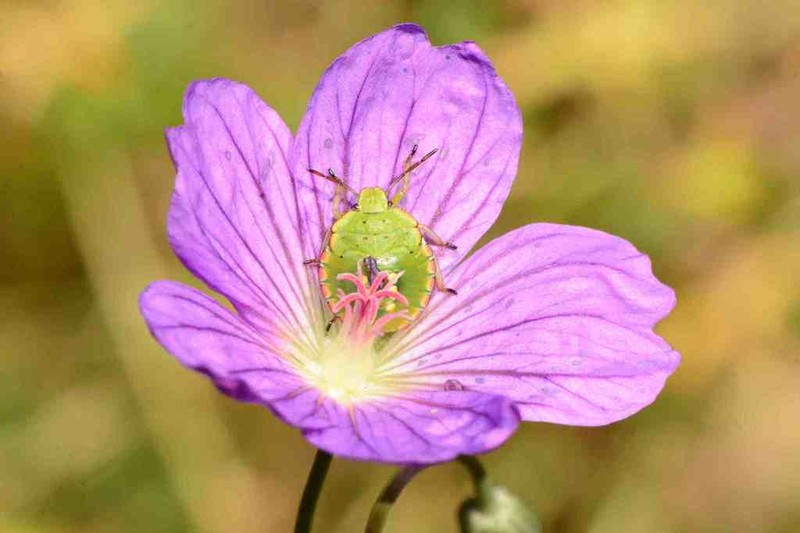 Geranium incanum photo 7