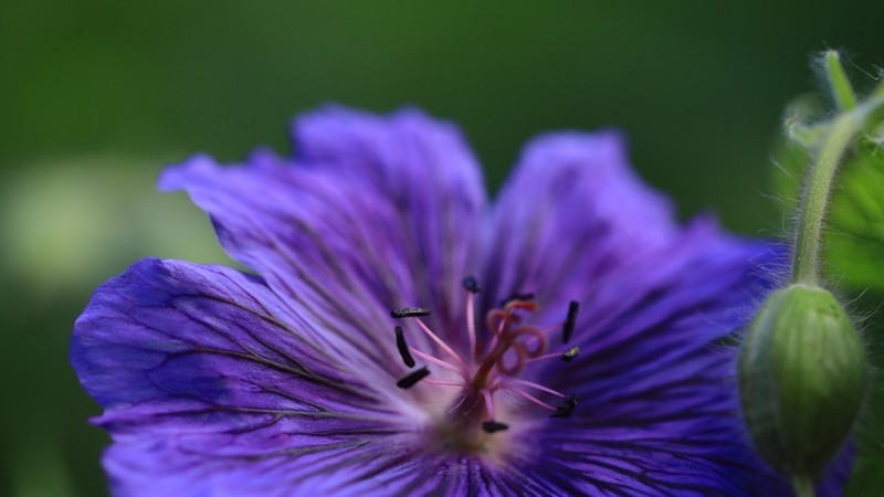 Geranium incanum photo 8