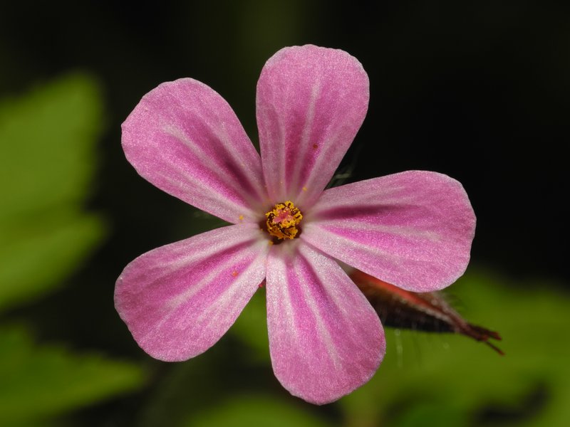 Kauai Geranium