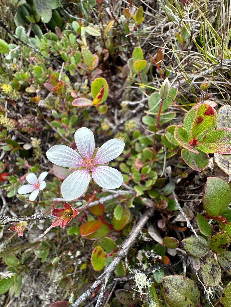 Kauai Geranium