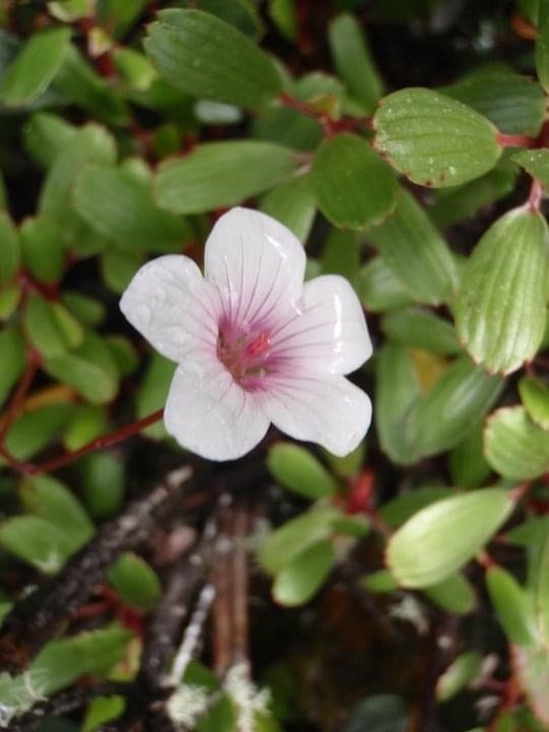 Kauai Geranium photo 3
