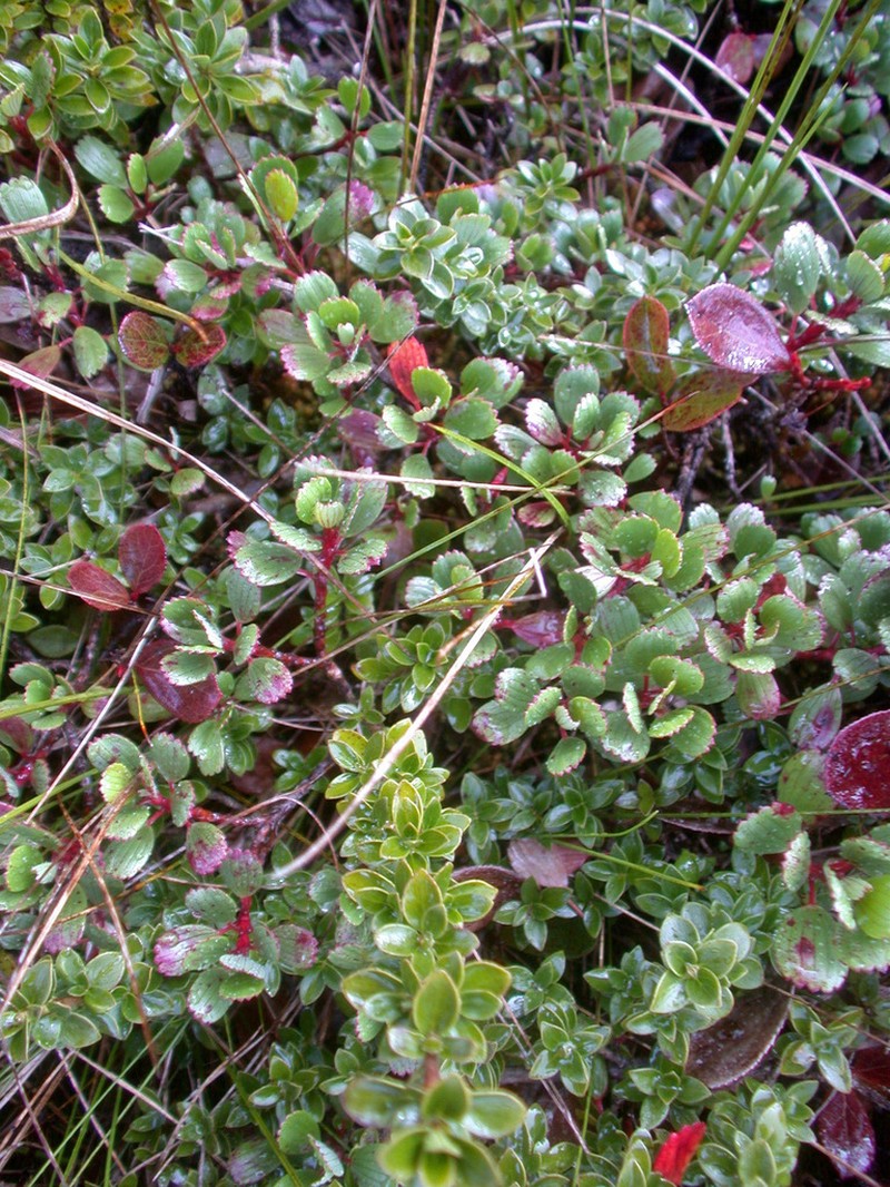 Kauai Geranium photo 5