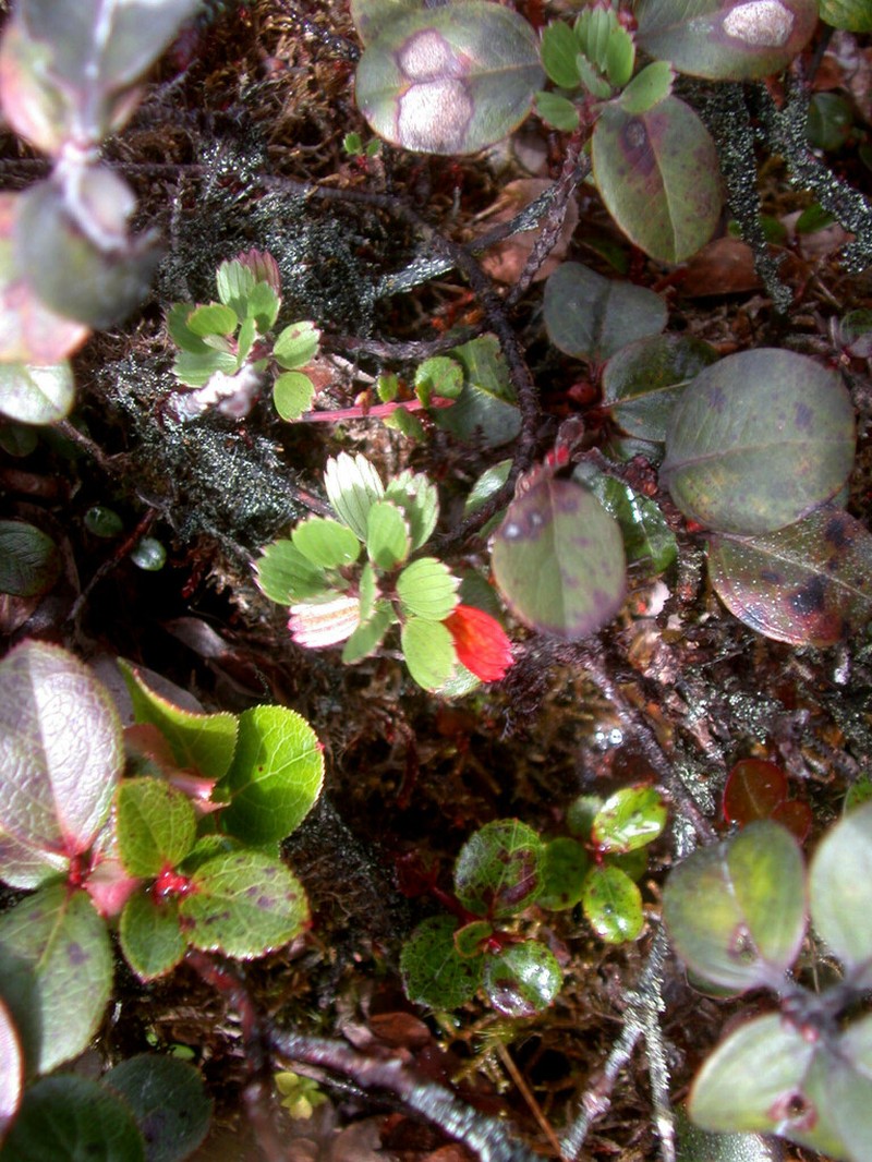 Kauai Geranium photo 7