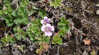 Geranium kilimandscharicum
