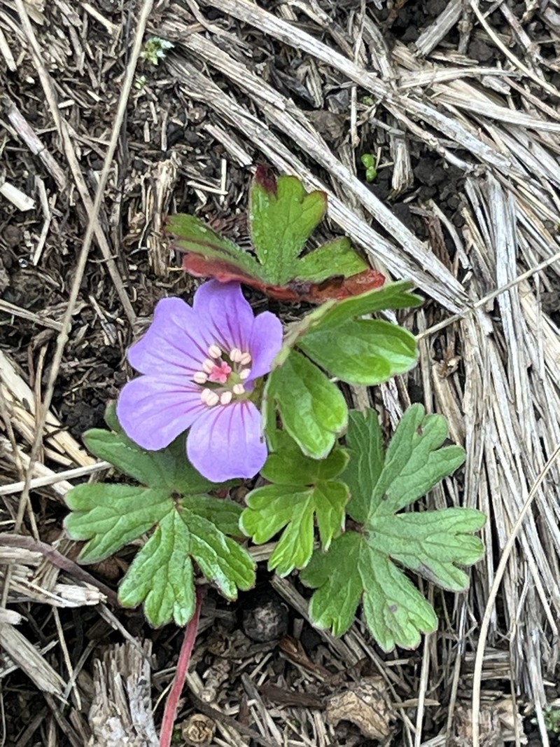 Geranium kilimandscharicum photo 2