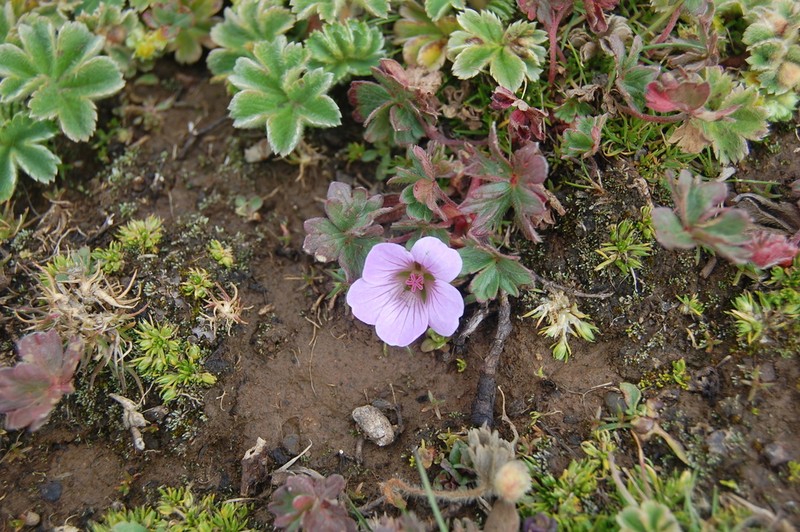 Geranium kilimandscharicum photo 3