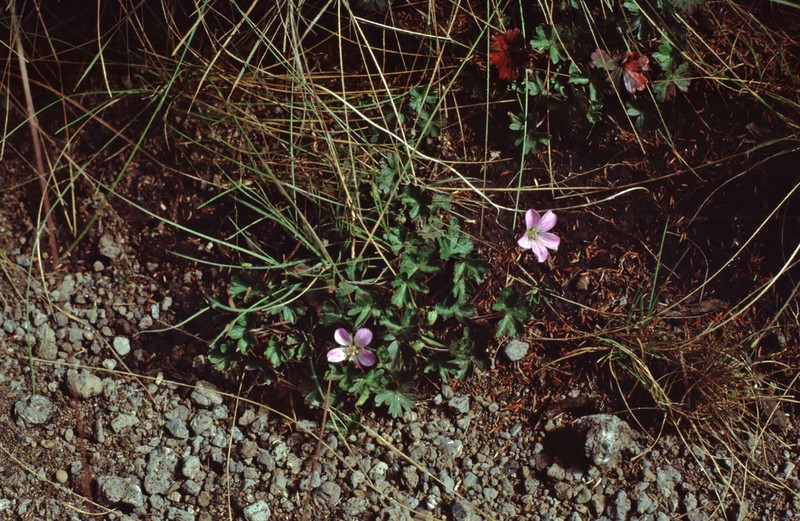 Geranium kilimandscharicum photo 4
