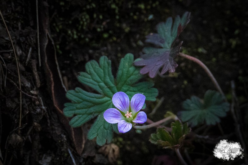 Geranium kilimandscharicum photo 5