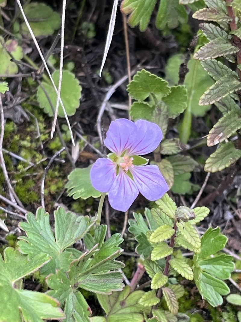 Geranium kilimandscharicum photo 6