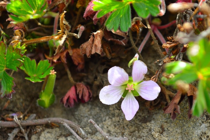 Geranium kilimandscharicum photo 7