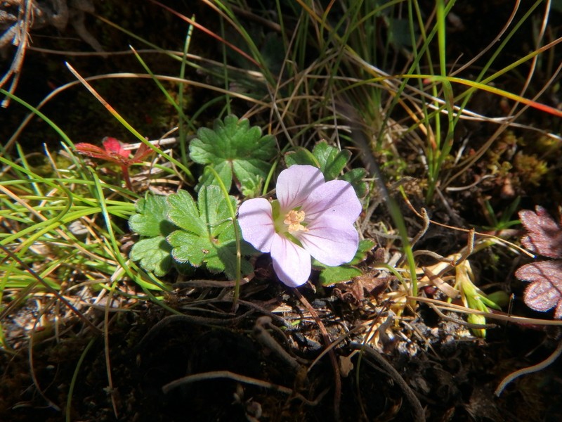 Geranium kilimandscharicum photo 8