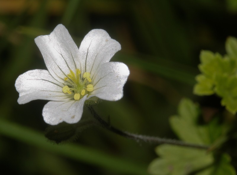 Geranium killipii
