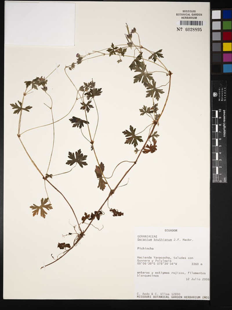 Geranium killipii photo 2