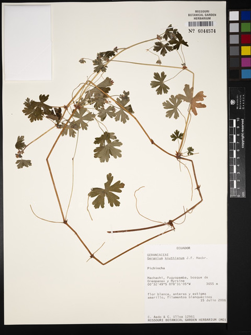 Geranium killipii photo 3