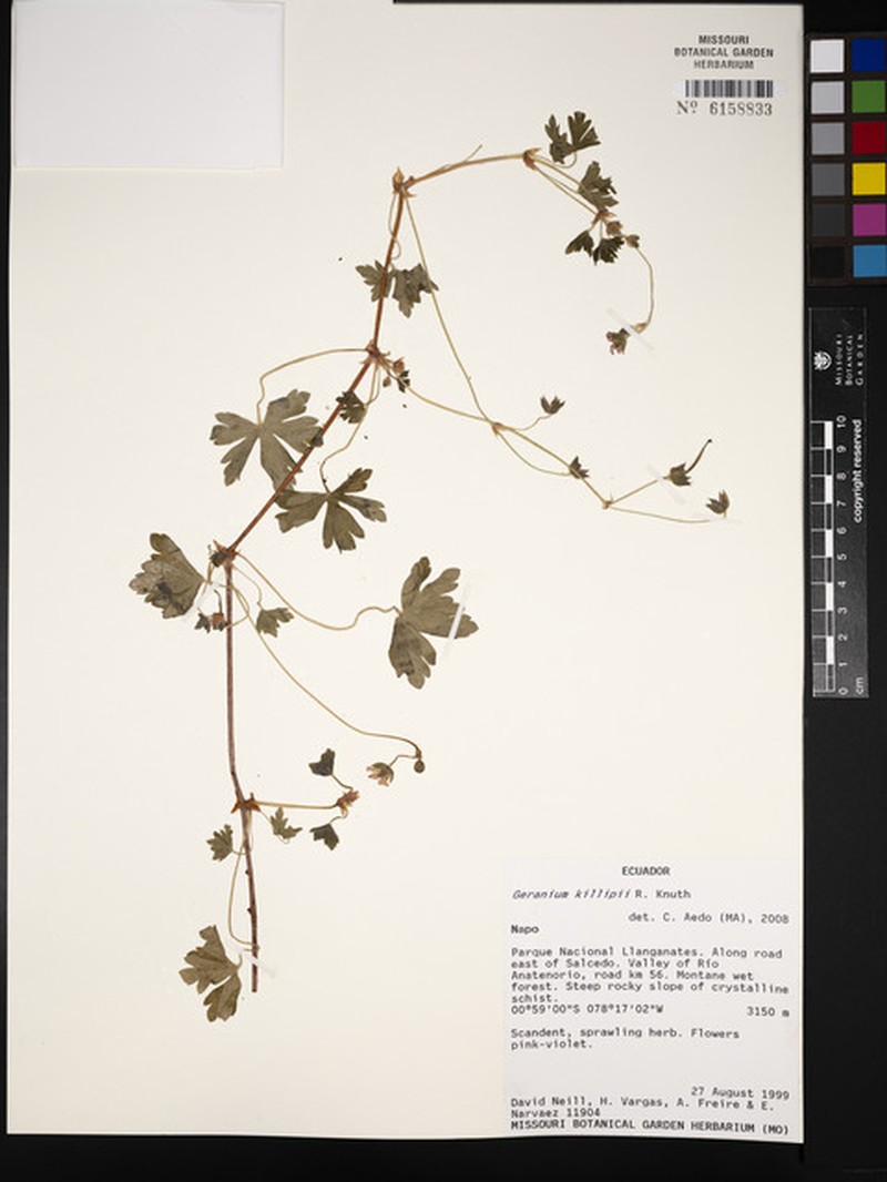 Geranium killipii photo 5