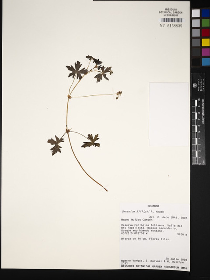 Geranium killipii photo 8