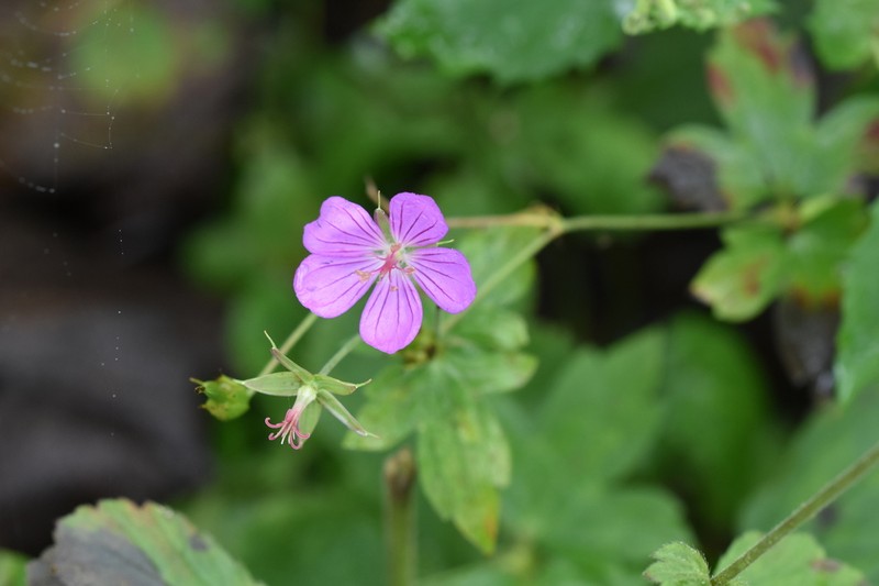 Geranium koreanum