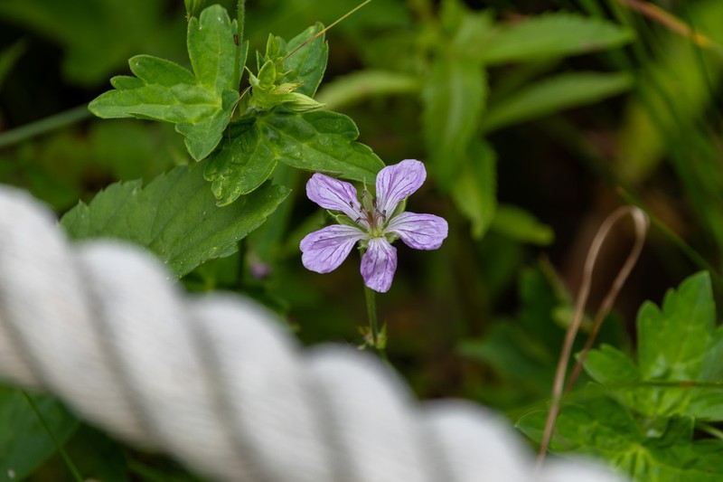 Geranium koreanum photo 3