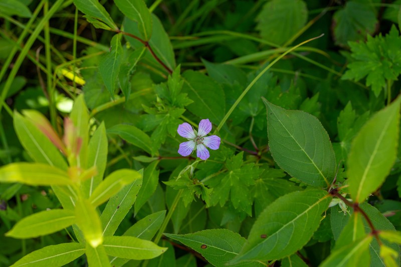 Geranium koreanum photo 4