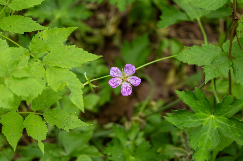 Geranium koreanum photo 5