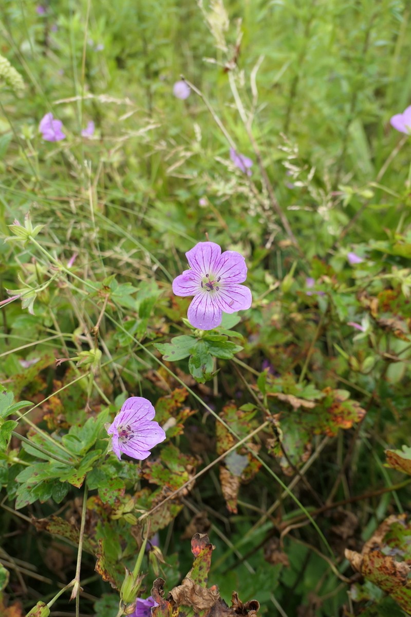 Geranium koreanum photo 6