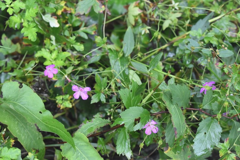 Geranium koreanum photo 7