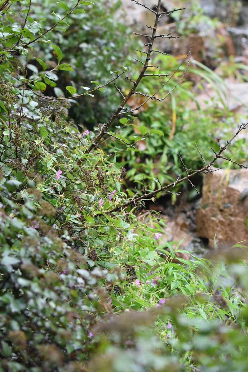 Geranium koreanum photo 8