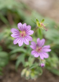 Geranium kotschyi
