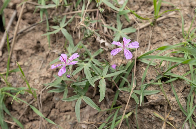 Geranium kotschyi photo 2