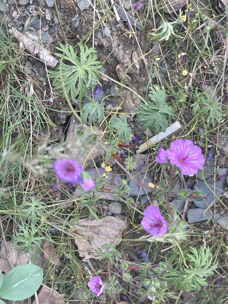 Geranium kotschyi photo 3
