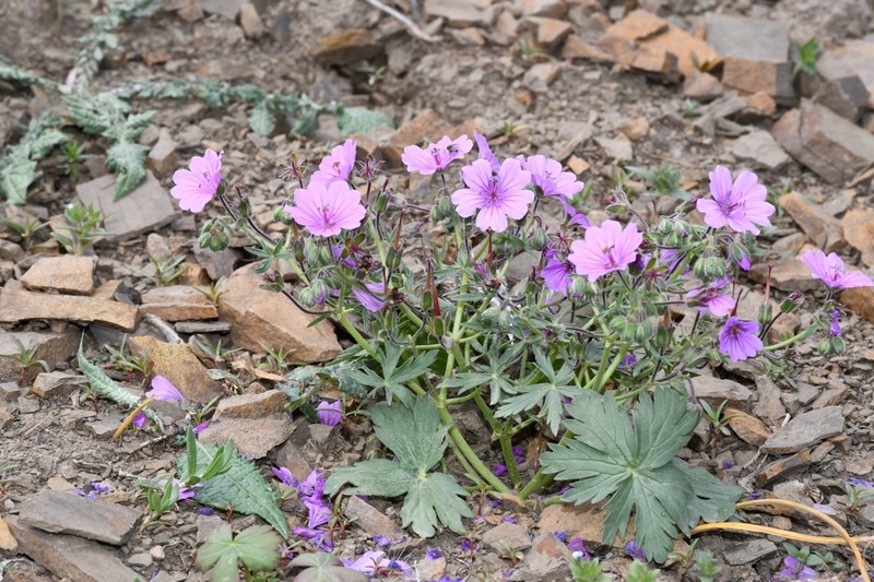 Geranium kotschyi photo 4