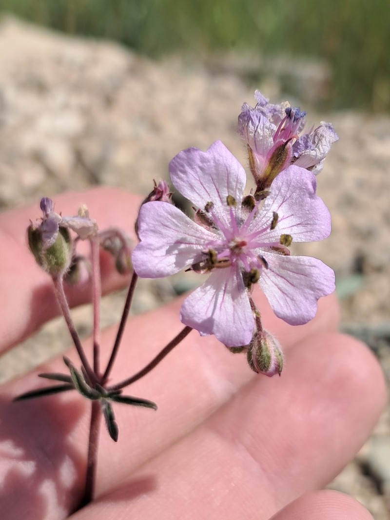 Geranium kotschyi photo 5