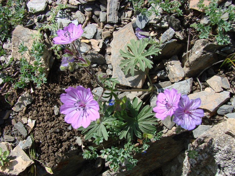 Geranium kotschyi photo 6