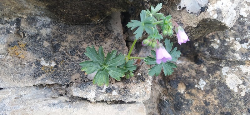Geranium kotschyi photo 7