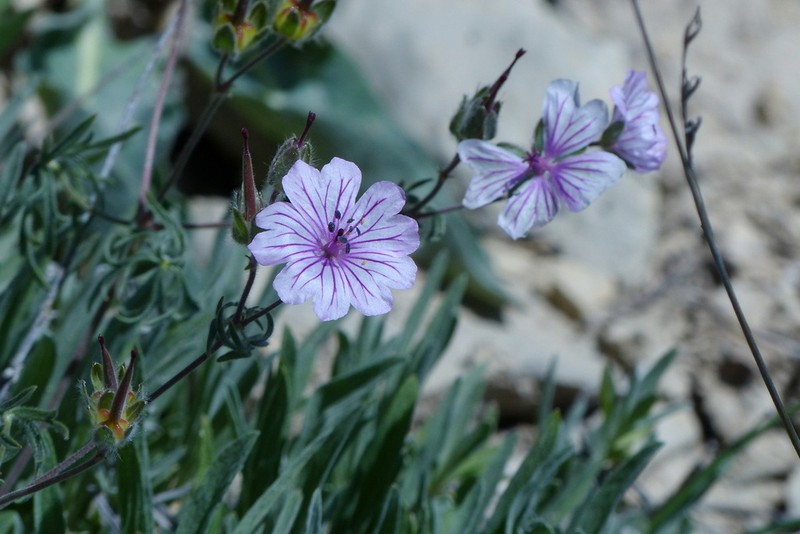 Geranium kotschyi photo 8
