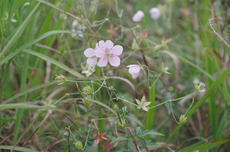Geranium krameri