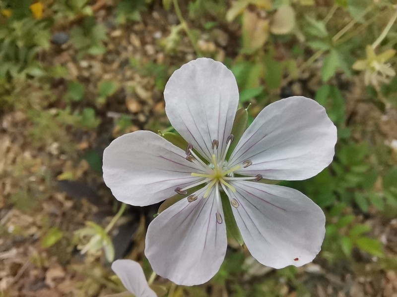 Geranium krameri photo 2