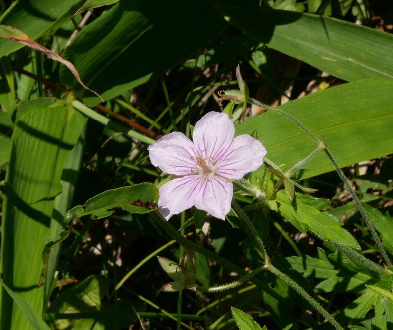 Geranium krameri photo 3