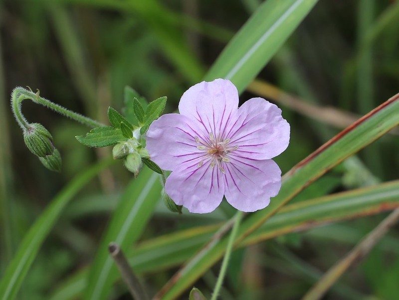 Geranium krameri photo 4