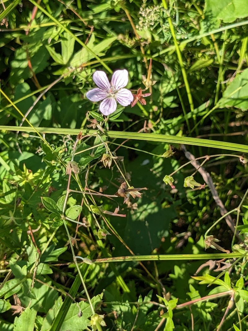 Geranium krameri photo 5