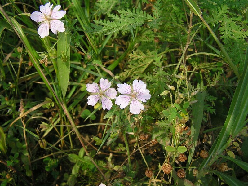 Geranium krameri photo 6