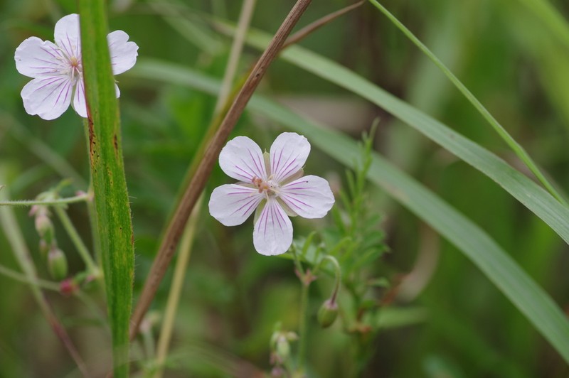 Geranium krameri photo 7