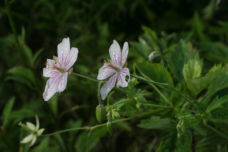 Geranium krameri photo 8
