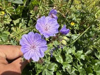 Geranium kurdicum