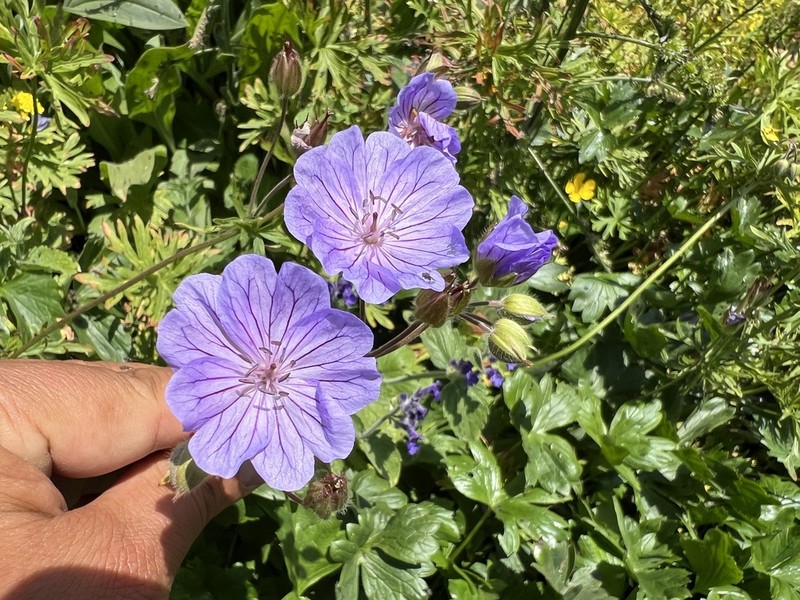 Geranium kurdicum